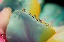 Elisabeth LAVALL - LAVALL ELISABETH